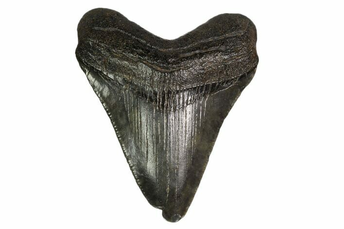 Juvenile Megalodon Tooth - Georgia #158753